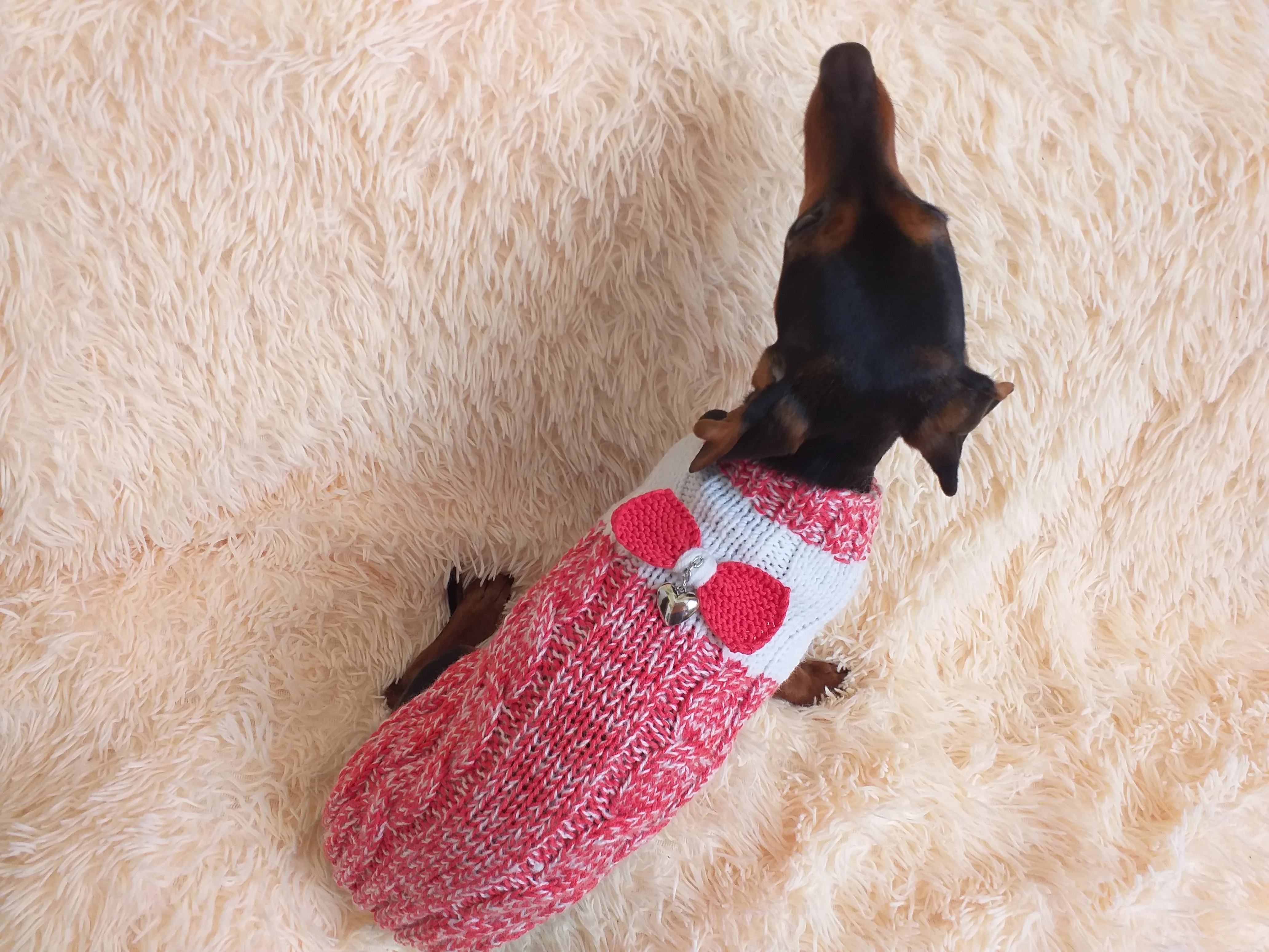 Size L Sweater for mini dachshund with bow,cloches for dachshund or small dog