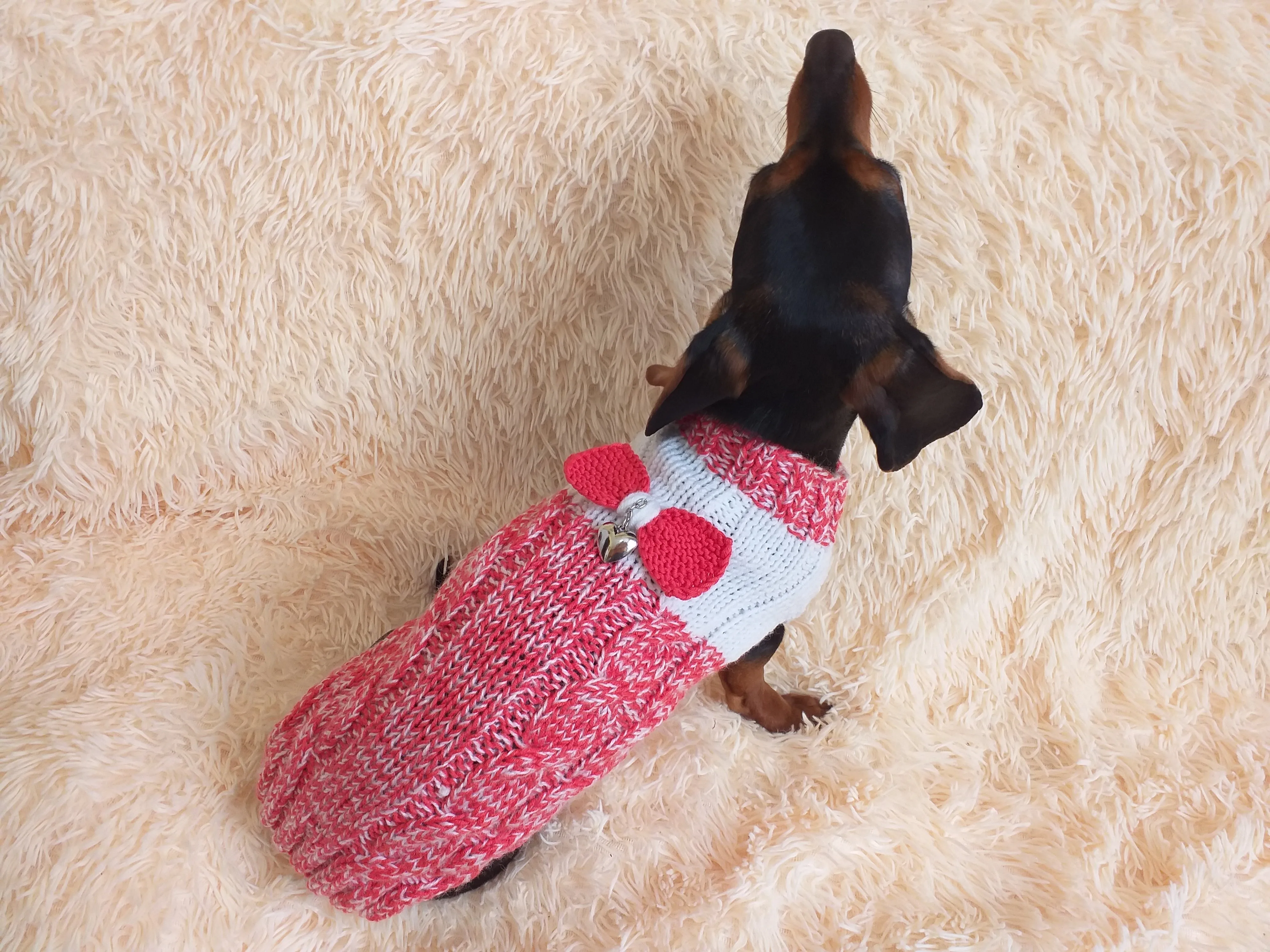 Size L Sweater for mini dachshund with bow,cloches for dachshund or small dog