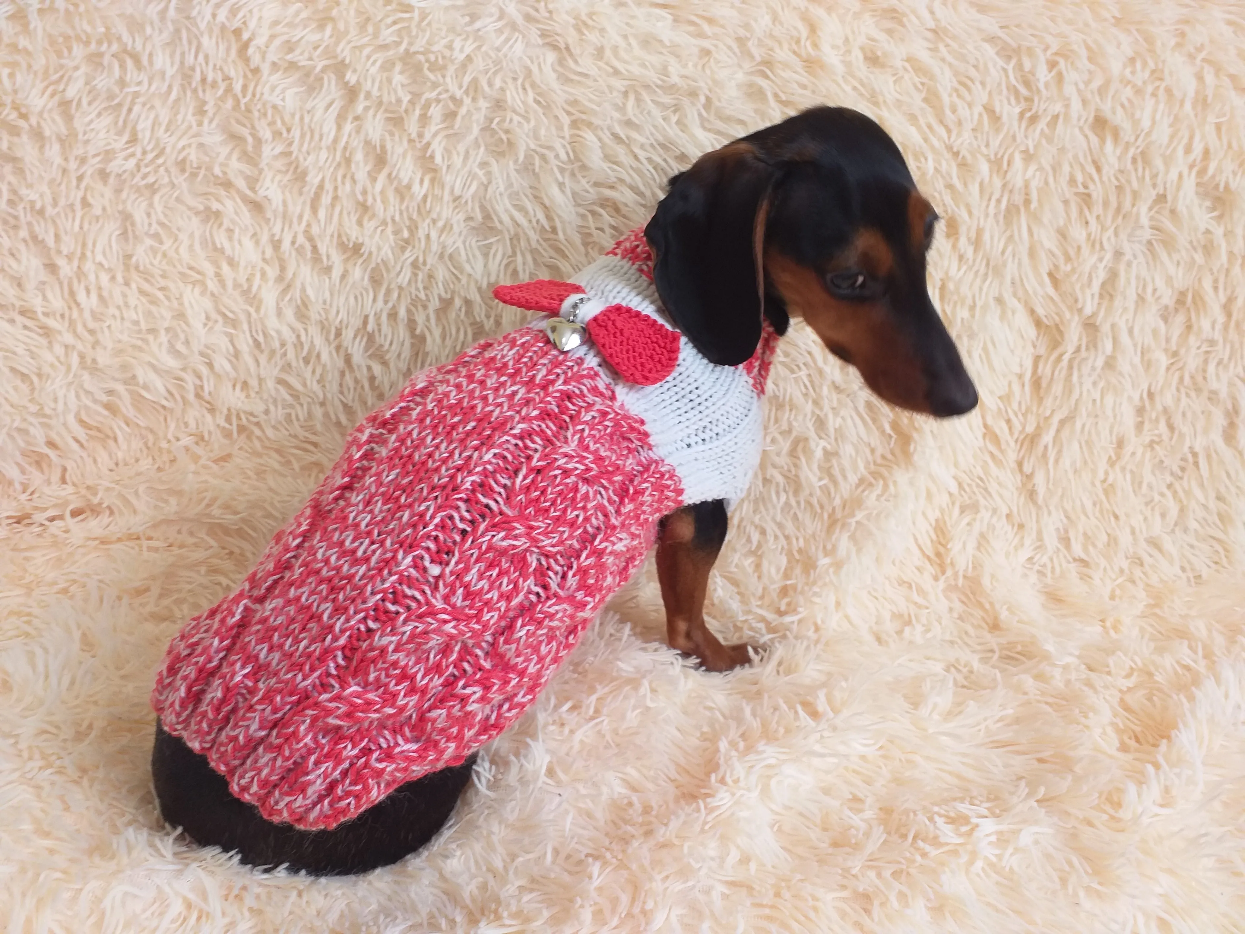 Size L Sweater for mini dachshund with bow,cloches for dachshund or small dog